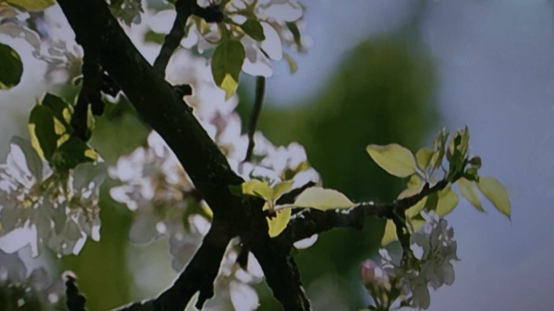 Trees – Portraits of trees in the old psychiatric hospital park.